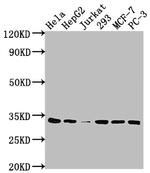 CDK4 Recombinant Rabbit Monoclonal Antibody (8F2)