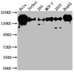 MNAR Antibody in Western Blot (WB)