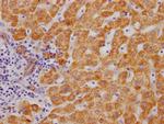 MAOB Antibody in Immunohistochemistry (Paraffin) (IHC (P))