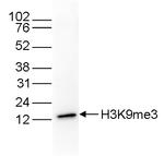 H3K9me3 Monoclonal Antibody (DTA1001)