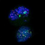 H4K20me3 Antibody in Immunocytochemistry (ICC/IF)