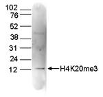 H4K20me3 Antibody in Western Blot (WB)