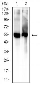 5-hydroxyuridine Monoclonal Antibody (8D4B3)
