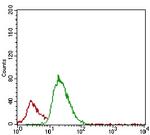 Tartrate Resistant Acid Phosphatase Antibody in Flow Cytometry (Flow)