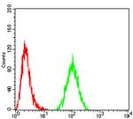 ACSS1 Antibody in Flow Cytometry (Flow)