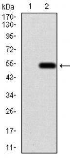 AIM2 Antibody in Western Blot (WB)
