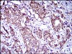 CD166 Antibody in Immunohistochemistry (Paraffin) (IHC (P))