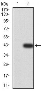 BNIP3 Antibody in Western Blot (WB)