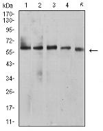 BTN1A1 Monoclonal Antibody (5B12B9)