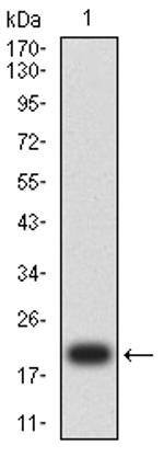 C1QA Antibody in Western Blot (WB)