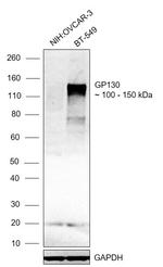GP130 Antibody in Western Blot (WB)