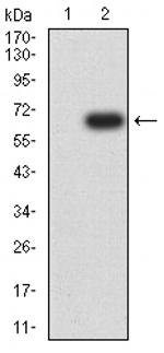 CD155 Monoclonal Antibody (6D2D6)