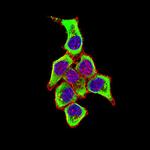 CD169 Monoclonal Antibody (2A4D1)