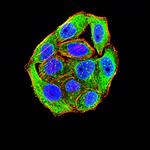 SIRP gamma Antibody in Immunocytochemistry (ICC/IF)