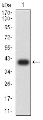 LAIR2 Antibody in Western Blot (WB)