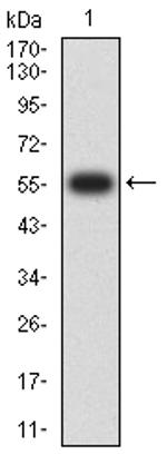 FCRL2 Antibody in Western Blot (WB)