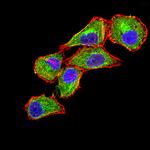 CLEC9A Antibody in Immunocytochemistry (ICC/IF)