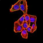 p57 Kip2 Monoclonal Antibody (1F4A9)