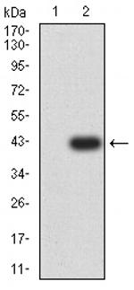 CHRM3 Monoclonal Antibody (4A6B7)