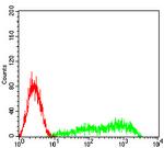 CLEC12A Antibody in Flow Cytometry (Flow)