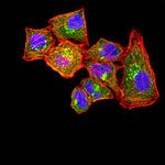 CLEC12A Monoclonal Antibody (4D5A8)