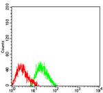 COL1A2 Antibody in Flow Cytometry (Flow)