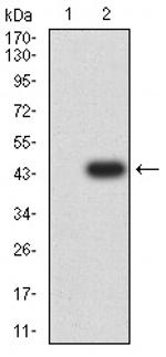 COL1A2 Antibody in Western Blot (WB)