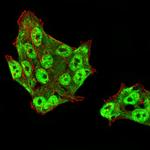 UAP56 Monoclonal Antibody (2F5G7)