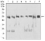 UAP56 Antibody in Western Blot (WB)