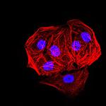 EHMT2 Antibody in Immunocytochemistry (ICC/IF)