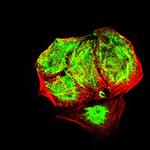 EHMT2 Monoclonal Antibody (2D12A11)