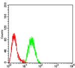 EZH1 Antibody in Flow Cytometry (Flow)
