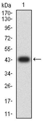 EZH1 Antibody in Western Blot (WB)
