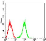 FCGRT Antibody in Flow Cytometry (Flow)