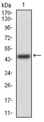 FGFR3 Antibody in Western Blot (WB)