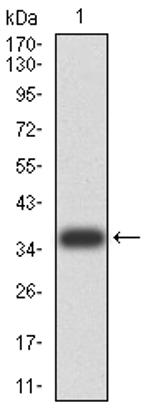 FOXM1 Antibody in Western Blot (WB)