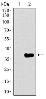 GATA6 Monoclonal Antibody (2F10G3)