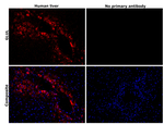 Glutamine Synthetase Antibody in Immunohistochemistry (Paraffin) (IHC (P))