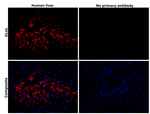 Glutamine Synthetase Antibody in Immunohistochemistry (Paraffin) (IHC (P))
