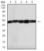 HAS1 Monoclonal Antibody (5C9D6)