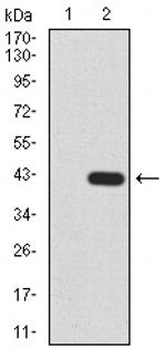 HDAC2 Monoclonal Antibody (4C10C3)
