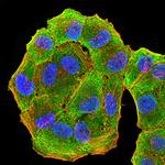 HLA-DRA Monoclonal Antibody (1C11A5)