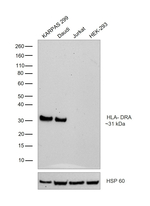 HLA-DRA Antibody
