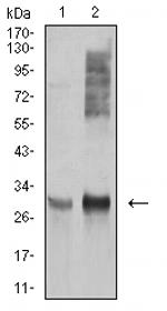 HLA-DRA Antibody in Western Blot (WB)