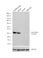 HLA-DRA Antibody in Western Blot (WB)