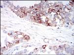 IGFBP7 Antibody in Immunohistochemistry (Paraffin) (IHC (P))