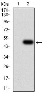 JARID2 Antibody in Western Blot (WB)