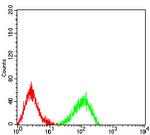 LRP12 Antibody in Flow Cytometry (Flow)