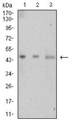 LTBR Monoclonal Antibody (1D1C5C8)