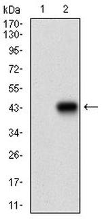 MEF2A Monoclonal Antibody (2F9H2)